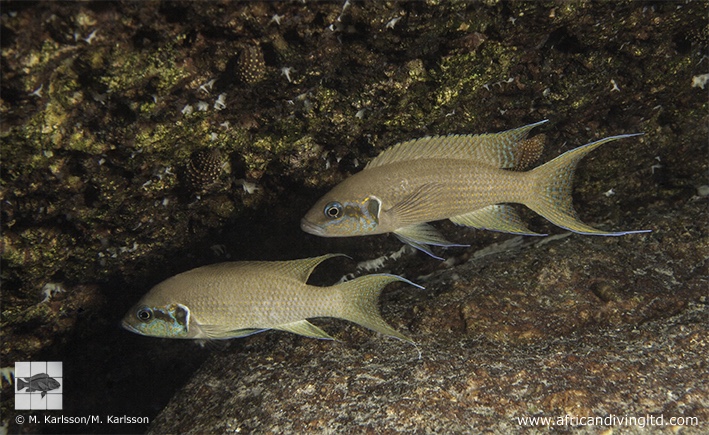 Neolamprologus brichardi 'Semwe Rocks'